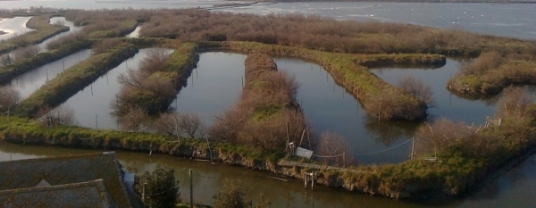 Barena di Chioggia